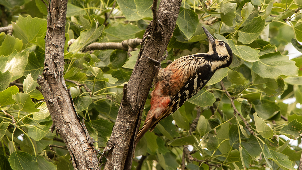 White-backed Woodpecker